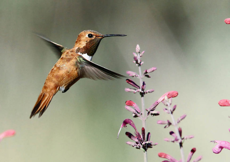 Rufous Hummingbird