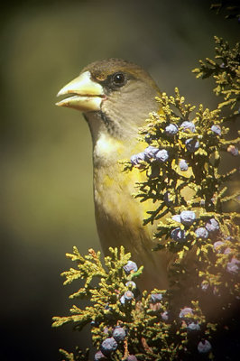 Evening Grosbeak