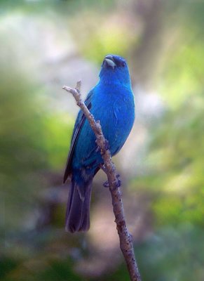 Indigo Bunting