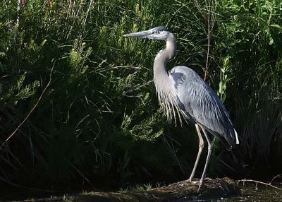 Great Blue Heron