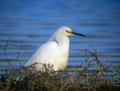 Snowy Egret