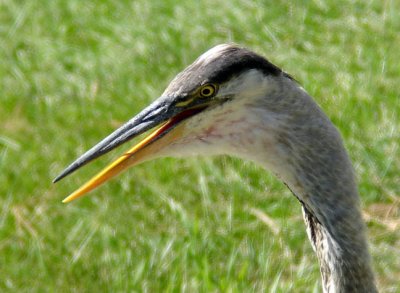 Great Blue Heron