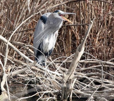 Great Blue Heron