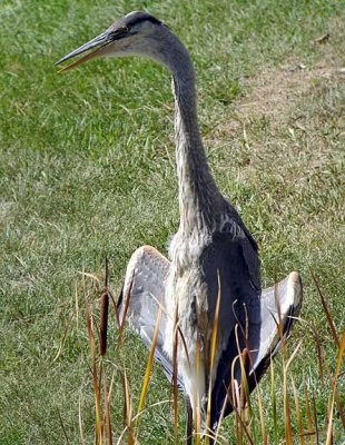 Great Blue Heron
