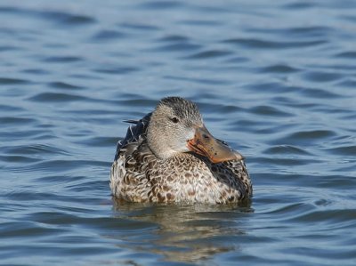 Northern Shoveler