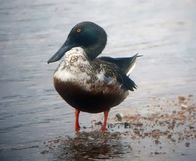 Northern Shoveler