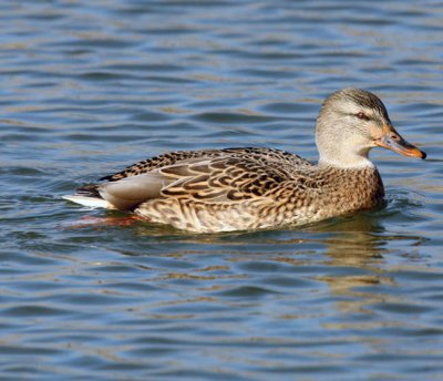Mallard