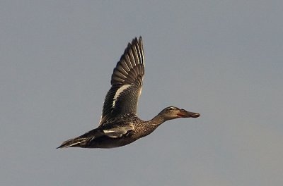 Northern Shoveler