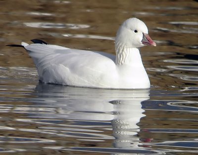 Ross's Goose