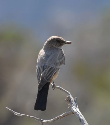 Say's Phoebe