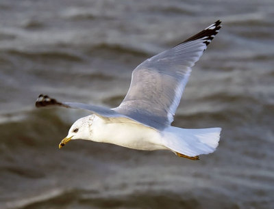 Ring-billed Gull