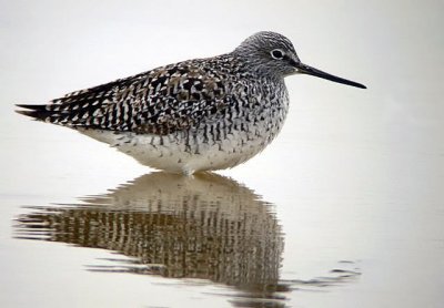 Greater Yellowlegs