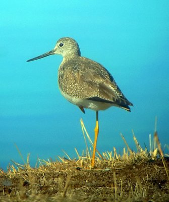 Greater Yellowlegs