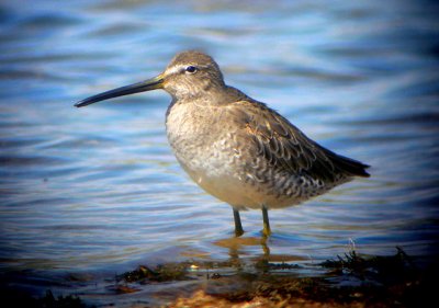 Long-billed Dowitcher