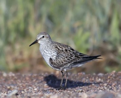 White-rumped Sandpiper