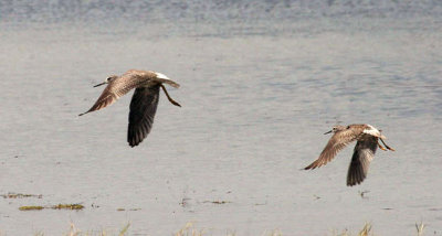 Greater Yellowlegs with Lesser Yellowlegs