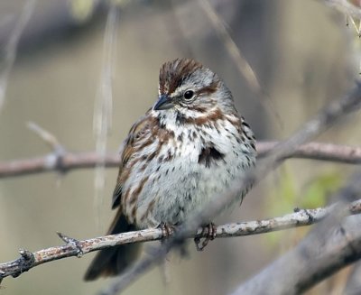 Song Sparrow