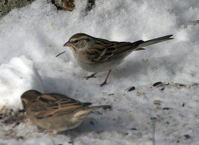 Chipping Sparrow & House Sparrow
