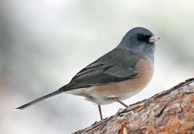 Dark-eyed Junco