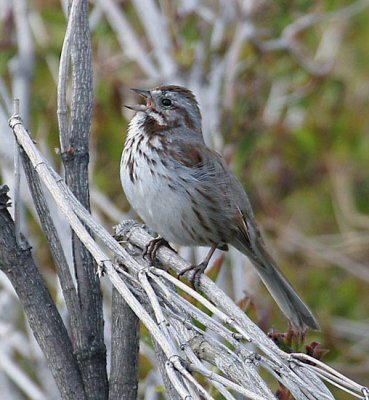 Song Sparrow