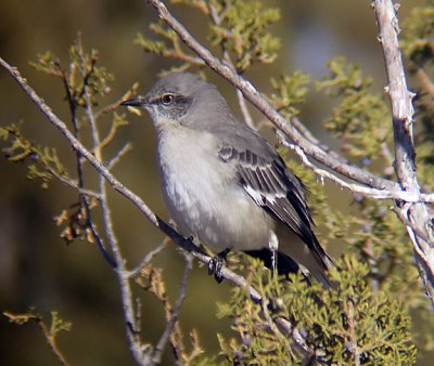 Northern Mockingbird