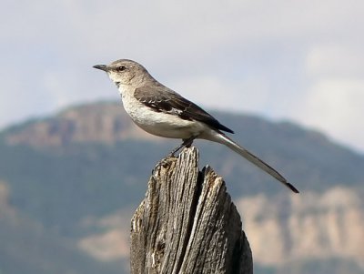 Northern Mockingbird