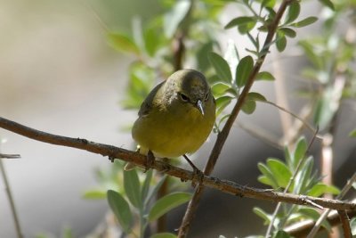 Orange-crowned Warbler