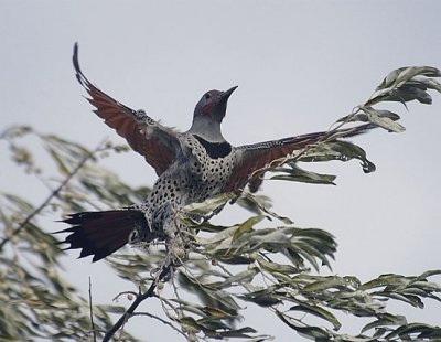 Northern Flicker