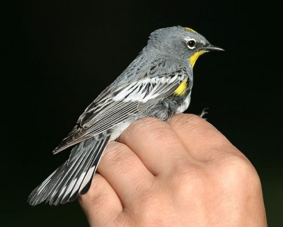 Yellow-rumped Warbler