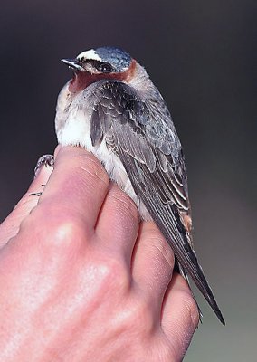 Swallows in Hand