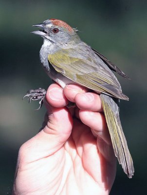 Green-tailed Towhee