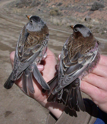 Finches in Hand
