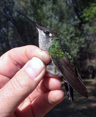Hummingbirds in Hand