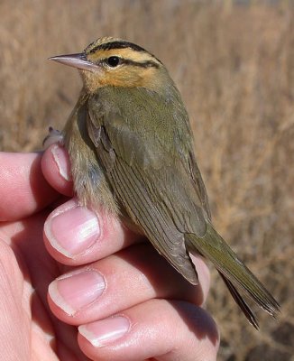 Warblers in Hand