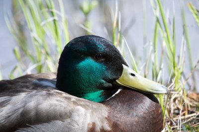Mallard