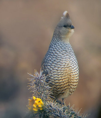 Scaled Quail