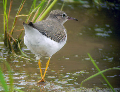 Spotted Sandpiper