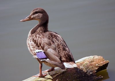 Mallard
