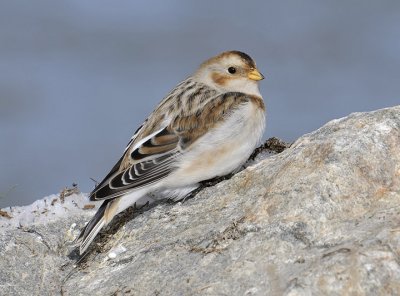 Snow Bunting