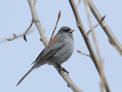 Dark-eyed Junco