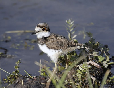 Killdeer