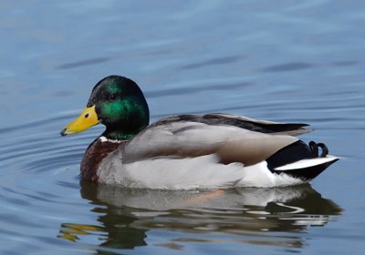 Mallard