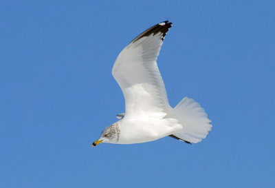 Ring-billed Gull