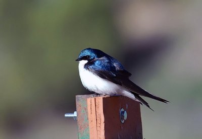 Tree Swallow