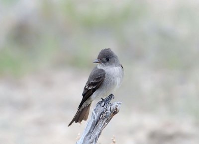 Western Wood-Pewee