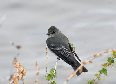 Western Wood-Pewee