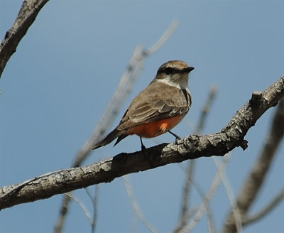 Vermilion Flycatcher