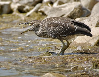 Black-crowned Night-Heron