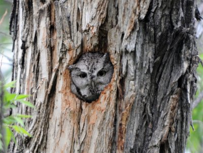 Eastern Screech-Owl