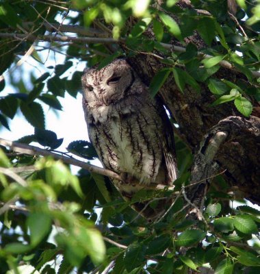 Eastern Screech-Owl